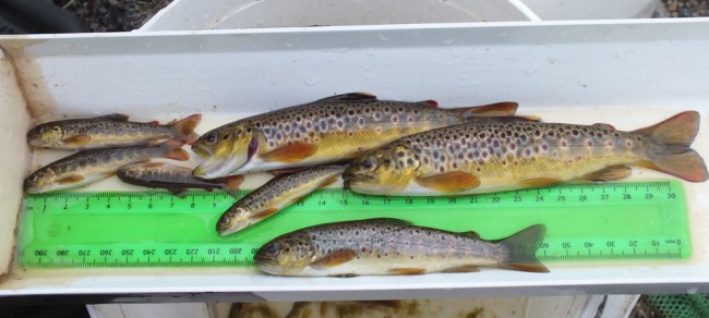 slection-of-trout-650x292
