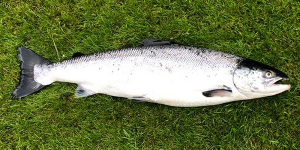Identifying Farmed Salmon A video guide River Doon District Salmon Fishery Board